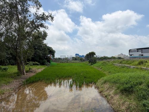 捷運綠線近G15持分農地