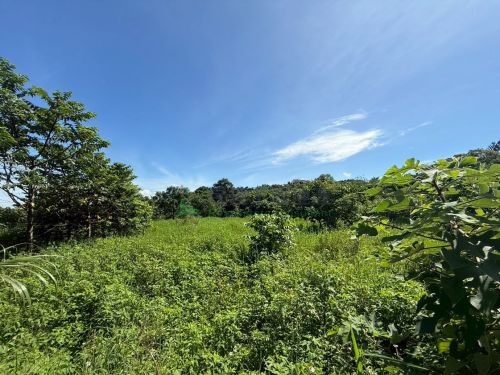 平鎮平東路旁1661坪一般農地