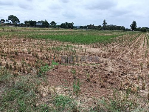 新屋稀有大面寬便宜1801農地